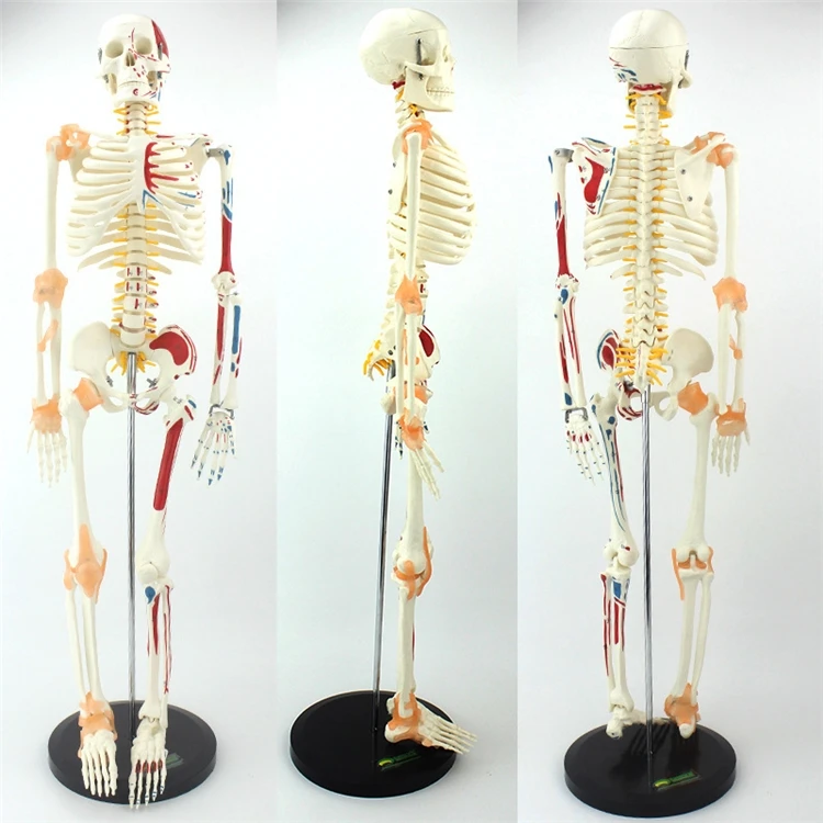 【الأكثر مبيعًا】نموذج هيكل عظمي - مراجعة Medical Lab Upgrade وسعره